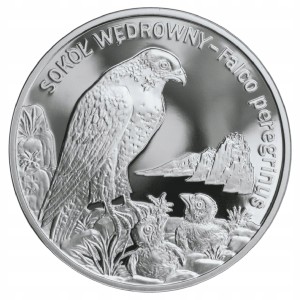 20 zł - Sokół wędrowny - 2008 r